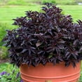 thumbnail image 2 of Weigela 'Arabian Nights'-Flowering Shrub-Live Starter Plant, 2 of 7