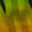Orange, Yellow & Green, variant on Berkley Walleye Mono Rig, Black Gold Colorado Blade, 4