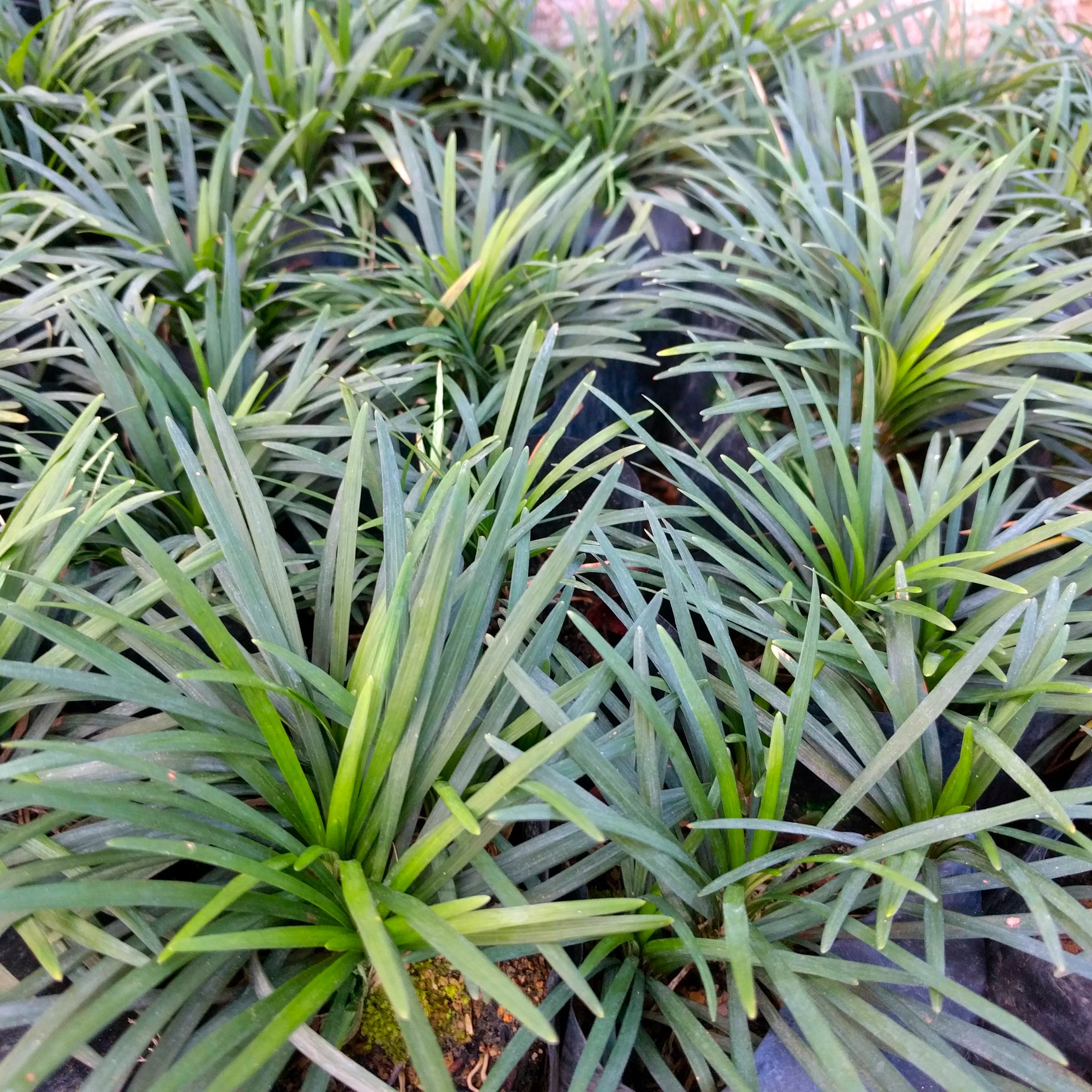 1 gal Dwarf Mondo Live Grass