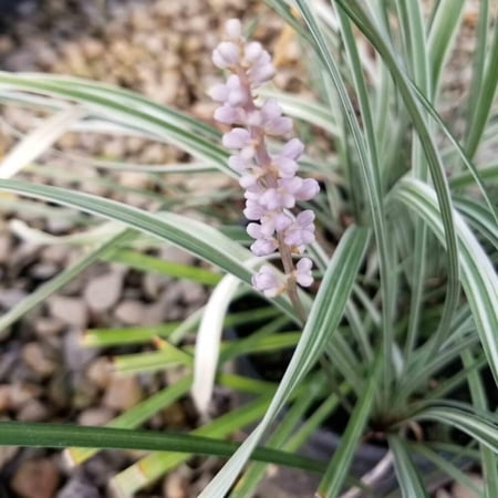 Liriope spicata 'Silver Dragon'–Hardy perennial–Attractive ground cover 1 Gallon