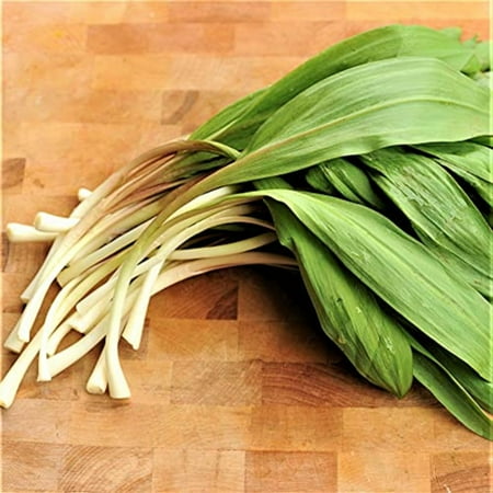 Ramp, Wild Leek Seeds - 500 Count Seed Pack - A Native Plant Found Growing in Moist Woodlands - Country Creek LLC