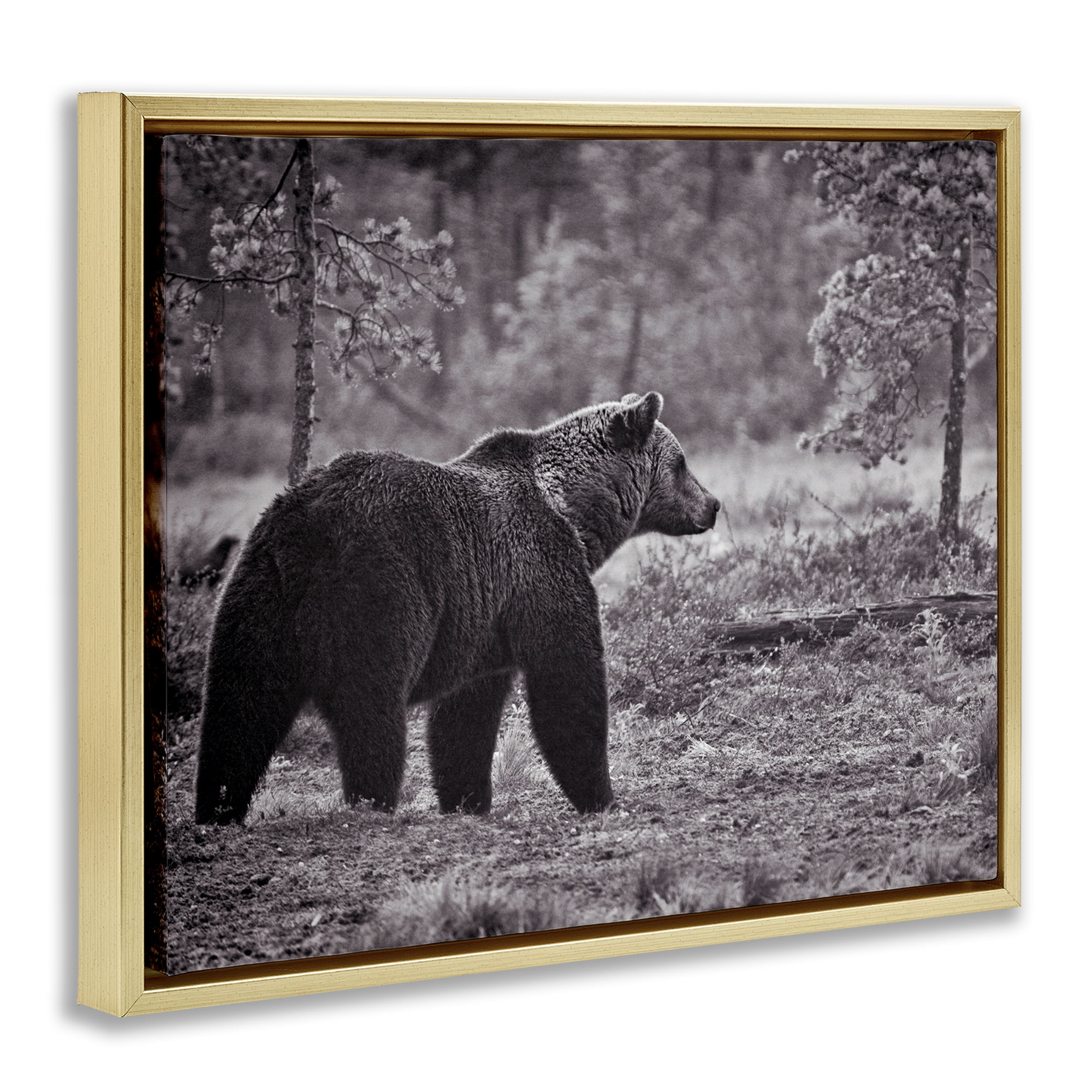 Stupell Industries Bear Stepping in Forest Animals & Insects Photography Gold Floater Framed Canvas Art Print Wall Art, 31 x 25