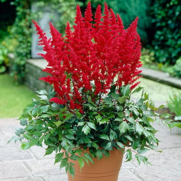 Flower Bulbs - Astilbe Arendsii Fanal (3 Bulbs)