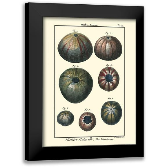 Diderot, Denis 11x14 Black Modern Framed Museum Art Print Titled - Sea Shells IV
