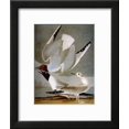 thumbnail image 2 of Audubon Gull, Animals Framed Art Print Wall Art by John James Audubon Sold by Art.Com, 2 of 6