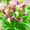 B, variant on Calla lily, Low Maintenance - Easy Grow - Ideal for Beds Borders, Plant Pots & Planters