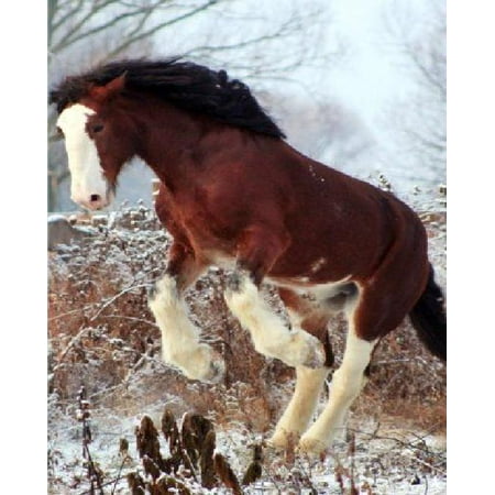 Clydesdale Stallion Horse Journal 150 Page Lined Notebook