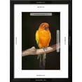 thumbnail image 3 of Sun Conure, Animals Framed Art Print Wall Art by Lynn M^ Stone Sold by Art.Com, 3 of 6
