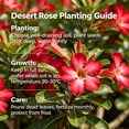 thumbnail image 3 of Premium Desert Rose For Planting-Exquisite Variegated Blossoms-Ideal Yard & Patio Decoration(Non-Artificial), 3 of 5