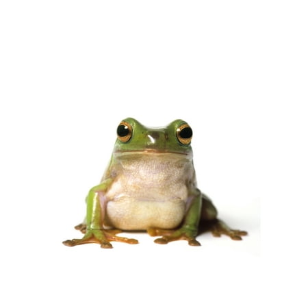 Fl6513 Natural Moments Photography Curious Green Frog Peering At Camera White Background