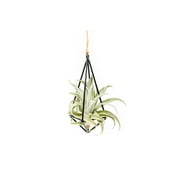 Black Metal Pendant Hanging Planter with Assorted Medium Air Plant - Macrame Holder for Indoor Plants - Succulent Plant Hanger - Available in Wholesale and Bulk- Home and Garden Decor (Pack of 1)