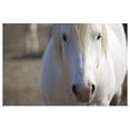 thumbnail image 1 of Great BIG Canvas | "Close up of a Camargue horse, Arles, France" Art Print - 36x24, 1 of 4
