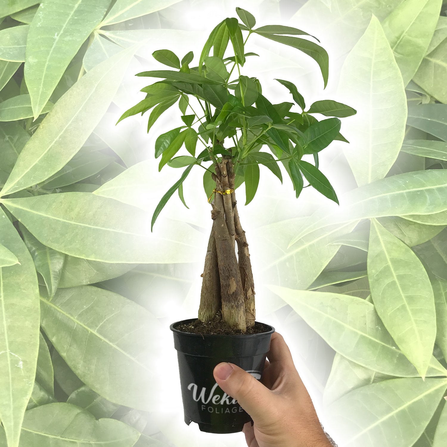 Money Tree Braid - Live Plant in an 4 Inch Growers Pot - Pachira Aquatica - Low Maintenance Indoor Houseplant - Your Feng Shui Path to Prosperity