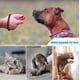 thumbnail image 5 of Clicker de entrenamiento para perros con correa para la muñeca, duradero, ligero, fácil de usar, Clicker de entrenamiento para mascotas para gatos, cachorros, pájaros, caballos. Perfecto para entrenamiento conductual, paquete de 2 brillar Electrónica, 5 of 5