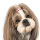 thumbnail image 4 of Pinzas para el pelo con forma de hueso de 1 pulgada, accesorios para el pelo de perros, gatos y cachorros, paquete de 20, 4 of 5