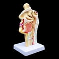 thumbnail image 3 of Modelo de Anatomía Humana de la Cavidad Nasal Garganta Sunnimix 4.7 × 4.7 × 9.5 Pulgadas, 3 of 7