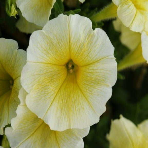 Easy Wave Series Petunia Yellow Color ~10 Seeds – Trailing Annual – Non-GMO, Pelleted – 98-105 Days – Hanging Basket & Bedding Flower – Full Sun – Multicolor Options