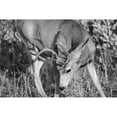 thumbnail image 2 of The Yellowstone Collection 14x11 Black Modern Framed Museum Art Print Titled - Mule Deer Buck, Swan Lake Flat, Yellowstone National Park, 2 of 4
