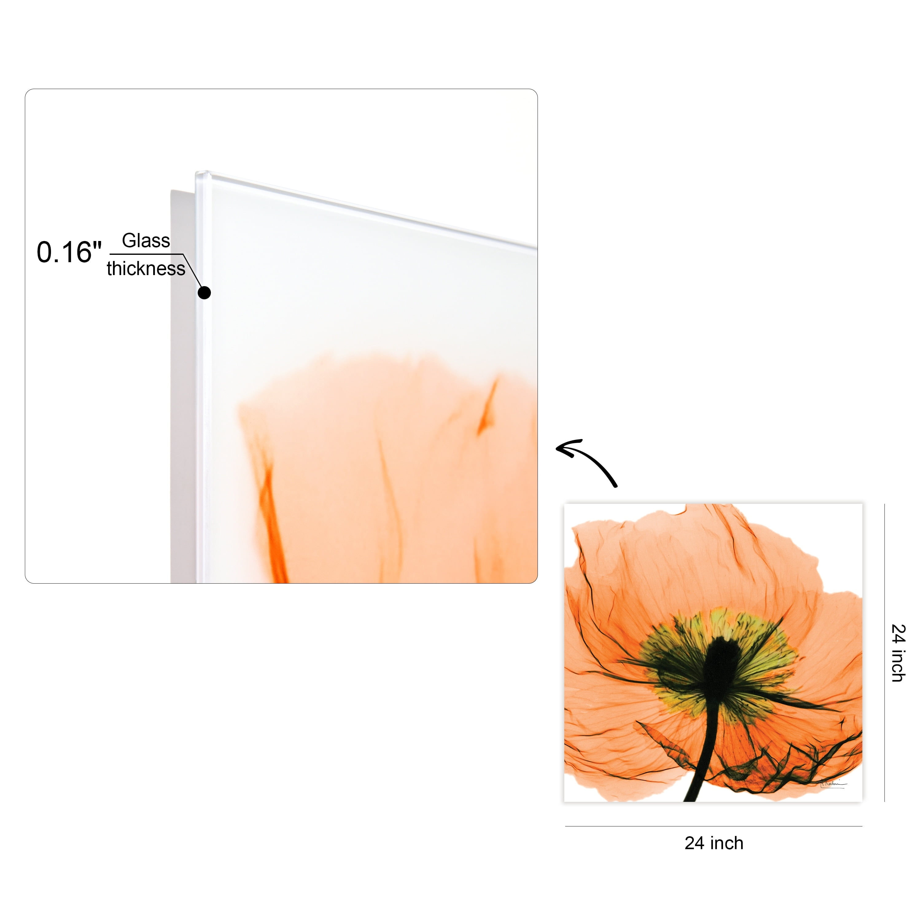 Empire Art Direct Poppy Orange Frameless Free Floating Tempered Glass Panel Graphic Flower Wall Art, 24" x 24" x 0.2", Ready to Hang
