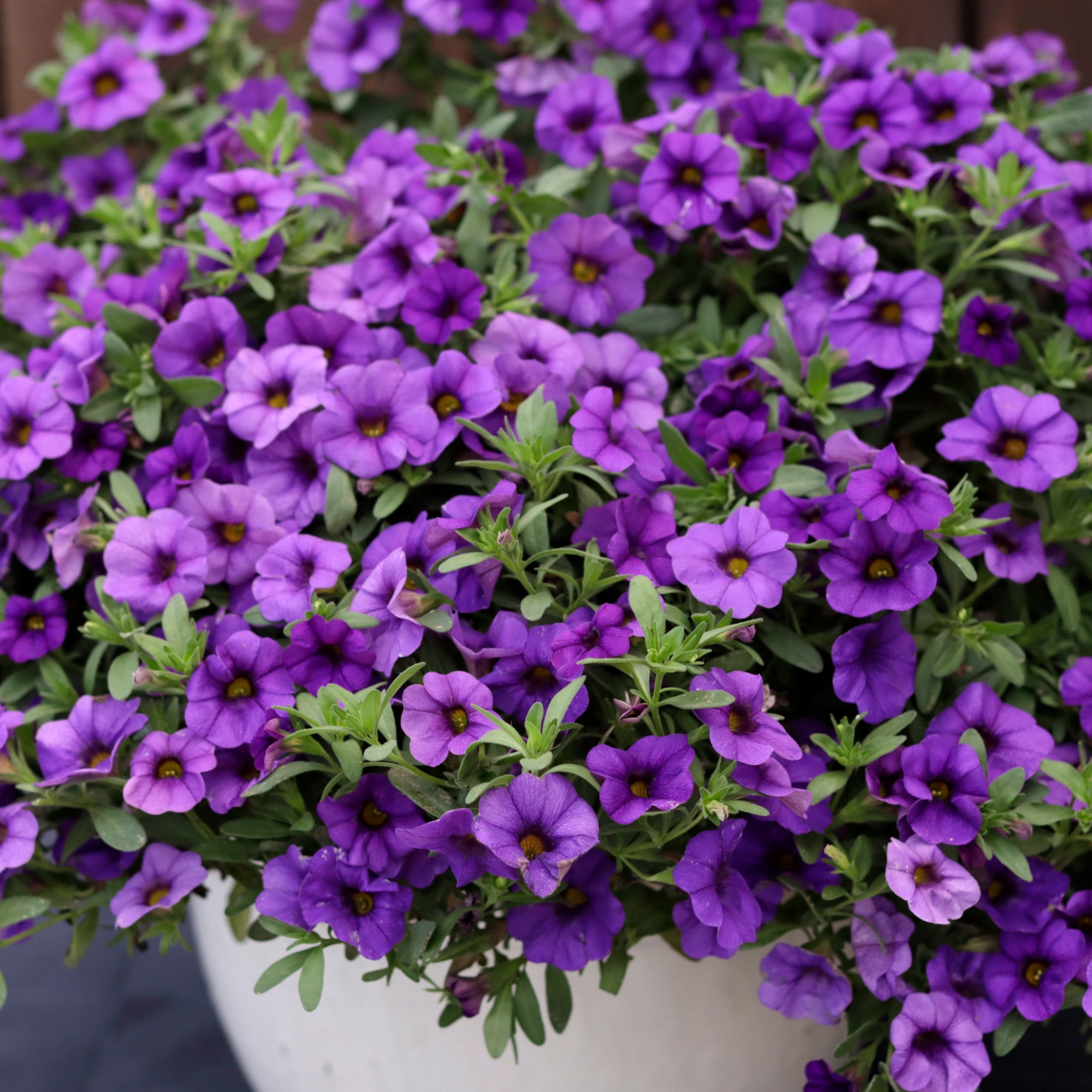 Proven Winners 4" Superbells Blue Calibrachoa Live Plant in 4.25" Pot (4 Count)