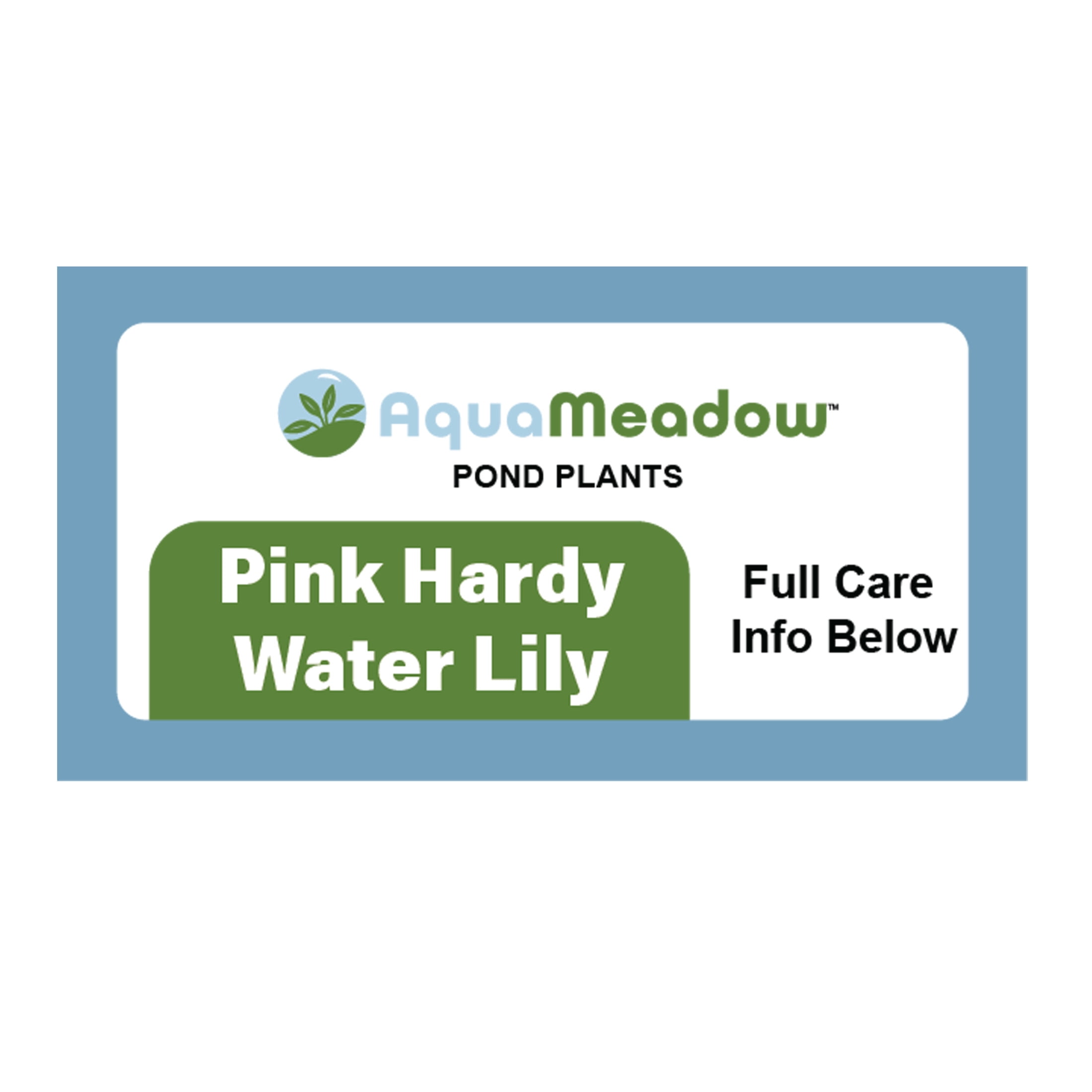 AquaMeadow Pink Hardy Water Lily