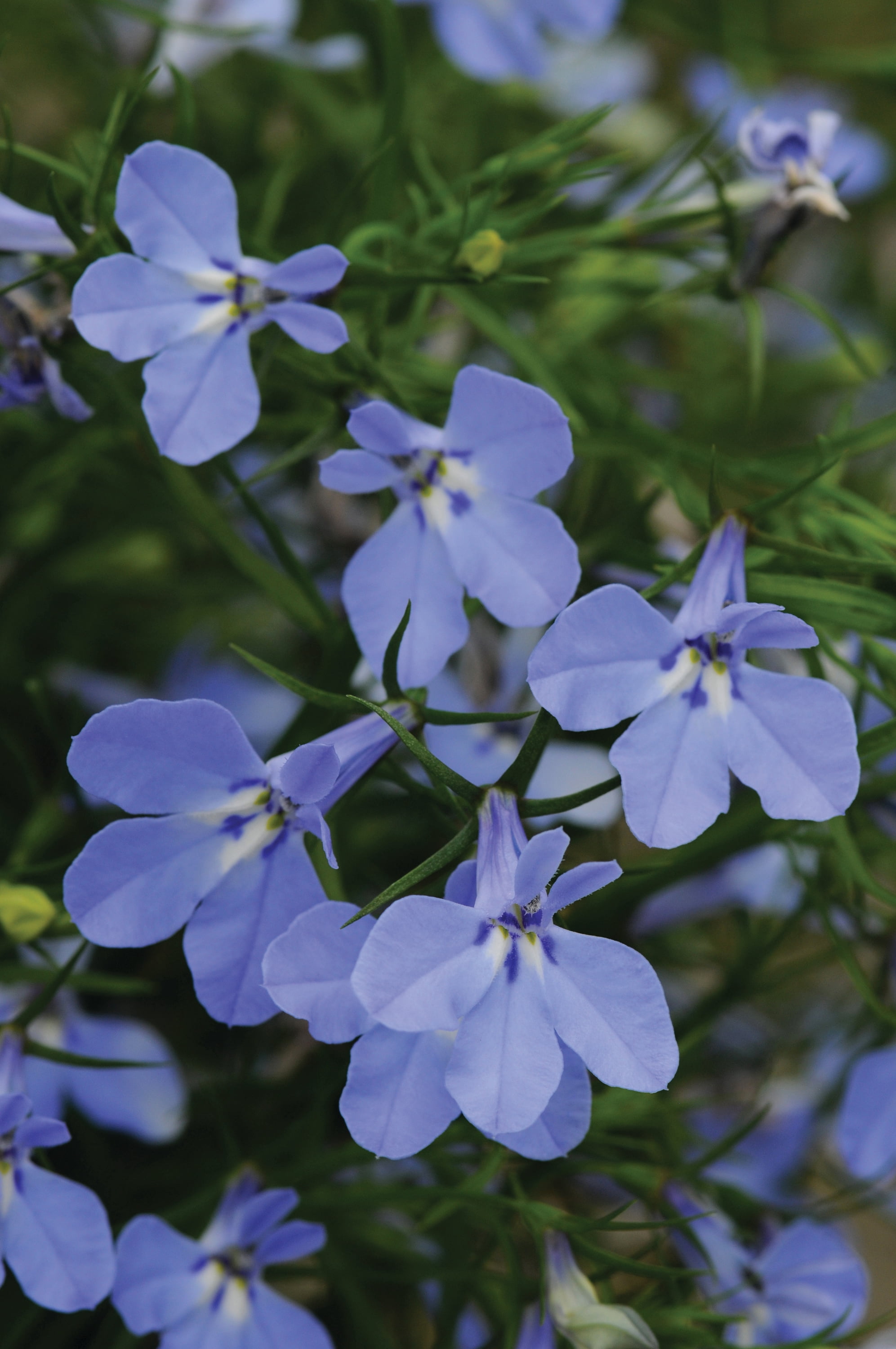 Better Homes & Gardens 2 Gallon Hanging Basket Multicolor Zonal Geranium & Blue Lobelia Combo Annual Live Plant