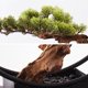 thumbnail image 3 of Árbol de bonsái artificial, decoración de plantas falsas Zen, plantas artificiales en macetas, planta de bonsái de pino for decoración del hogar, exhibición de escritorio, 3 of 5