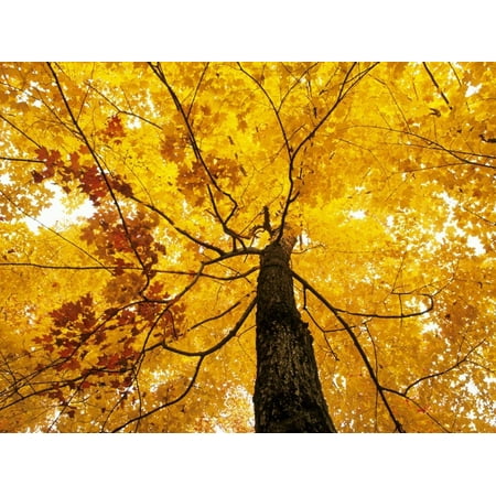 A Sugar Maple (Acer Saccharum) in Fall Colours, Mississagi Provincial Park, Ontario, Canada Print Wall Art By Ethan (Best Provincial Parks Ontario)