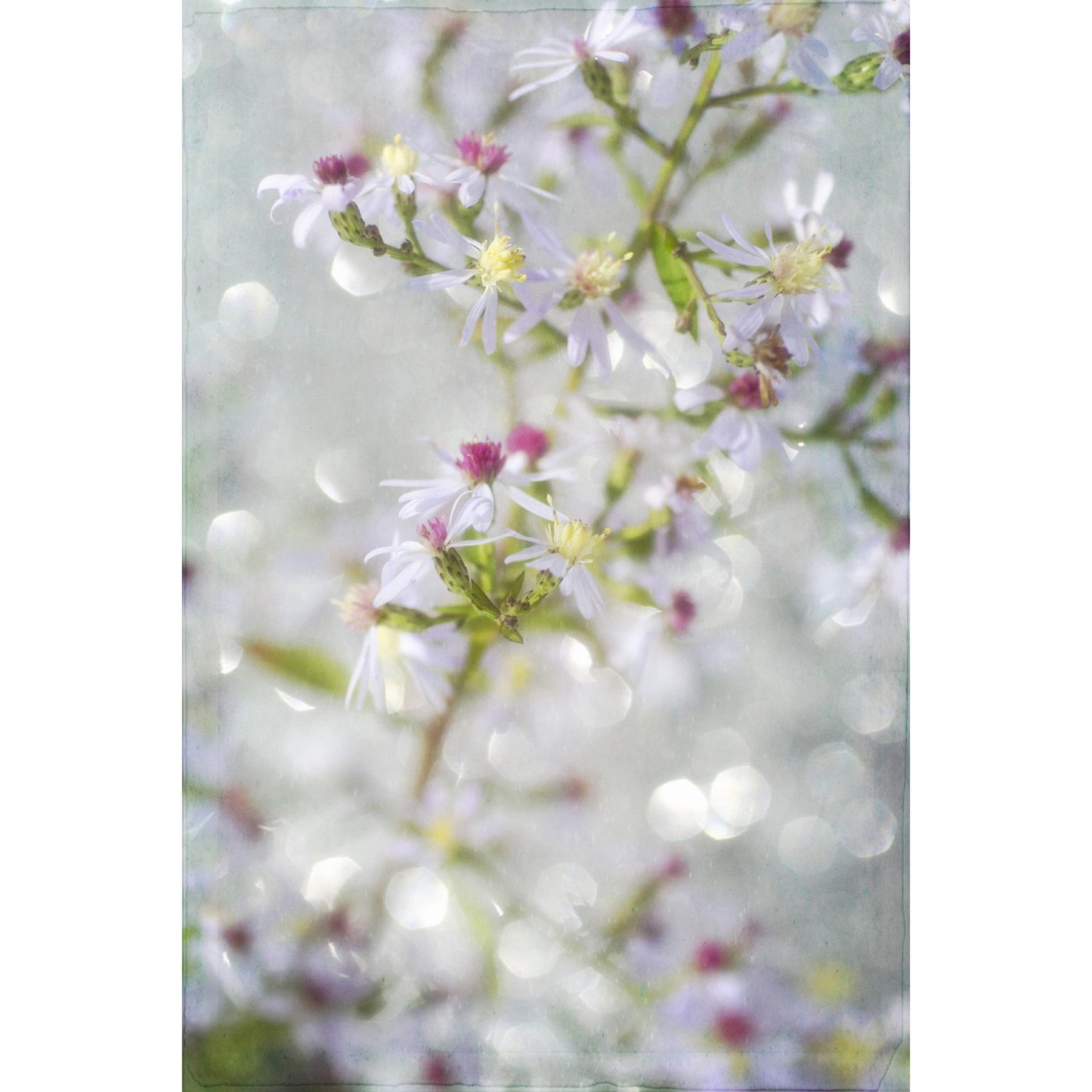 "Aster in the Wind" Painting Print on Wrapped Canvas