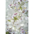 thumbnail image 3 of "Aster in the Wind" Painting Print on Wrapped Canvas, 3 of 5