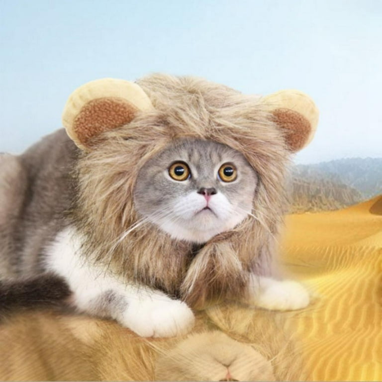 Kitten top dress up