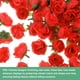 thumbnail image 2 of Uxcell 50 Paquete Cabezas de Rosas Artificiales 1.2'' Pequeñas Cabezas de Rosa de Seda Falsa para Decoraciones de Ramo de Boda Fiesta Rojas, 2 of 7