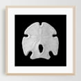 thumbnail image 2 of Keyhole Sand Dollar - Photography Marine Life Beach Nautical Coastal Aquatic Seaside Ocean Unframed Wall Art Print 30 x 30 inches, 2 of 9