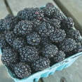 thumbnail image 2 of Direct Gardening Ouachita Blackberry Bush Dormant Bare Root Fruit Bearing Starter Plants 2 Pk, 2 of 6