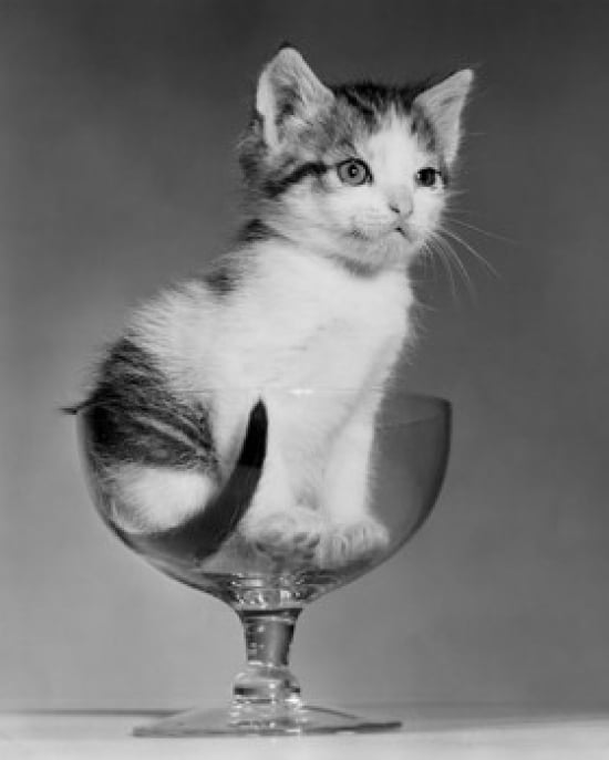 Posterazzi Kitten S