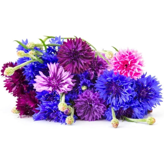 1,000 Polka Dot Bachelor Button Seeds for Planting - Heirloom Non-GMO USA Grown Cornflower Seeds for Planting - Ships from Iowa, USA - Centaurea Cyanus