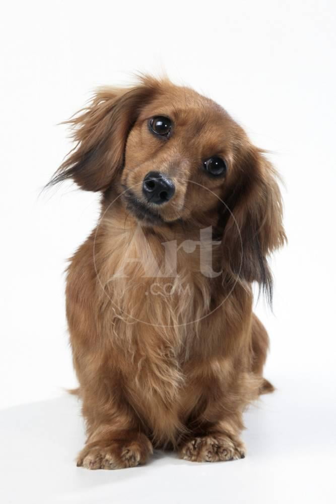 Miniature LongHaired Dachshund, Animals Unframed Photographic Print