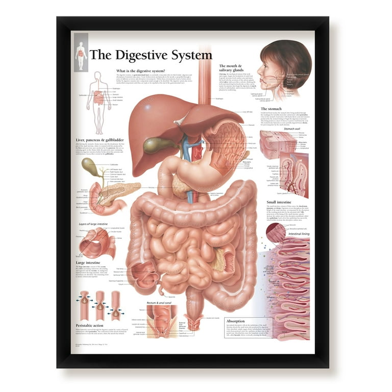 Set of 6 Framed Medical Posters The Stomach; Understanding The
