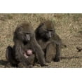 thumbnail image 2 of Williams, Joanne 32x23 Gold Ornate Wood Framed with Double Matting Museum Art Print Titled - Kenya Mother baboon with newborn baby, 2 of 4