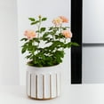 thumbnail image 2 of Better Homes & Gardens 8" x 8" x 8" Round White and Brown Ceramic Plant Planter, 2 of 8