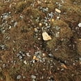 thumbnail image 2 of lionlar Box Vegetation Ground Grass Rock Static Scenery Miniature 500ml Plant Cover Autumn Bush, 2 of 8
