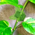 thumbnail image 4 of Nestingho 20Ud Clips Plásticos Para Plantas Trepadoras Con Adhesivo Para Soporte En Pared, 4 of 6