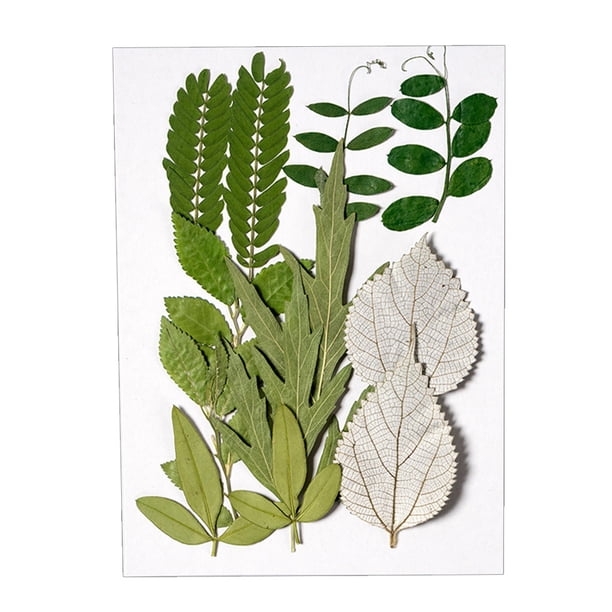Bearachild Hoja seca natural DIY Arte hecho a mano Planta en relieve Hojas prensadas Decoración Hogar Decorativo para tarjetas de boda de resina Flores artificiales hoja verde 6 Bearachild HA010772-01