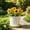 Beige, variant on Green Beige Round Plastic Planter 5.1 Inch Root Control Pot for Plants Home Decor