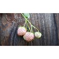 thumbnail image 3 of CZ Grain 200 White Strawberry Pineberry Plant Seeds, 3 of 4
