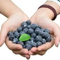 thumbnail image 6 of Realistic 50 Blueberries Foam Fruits For Home & Kitchen Decor - 2Cm Each!, 6 of 8