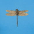 thumbnail image 3 of CafePress - Dragonfly Vintage T Shirt - Women's Traditional Fit Dark T-Shirt, 3 of 4