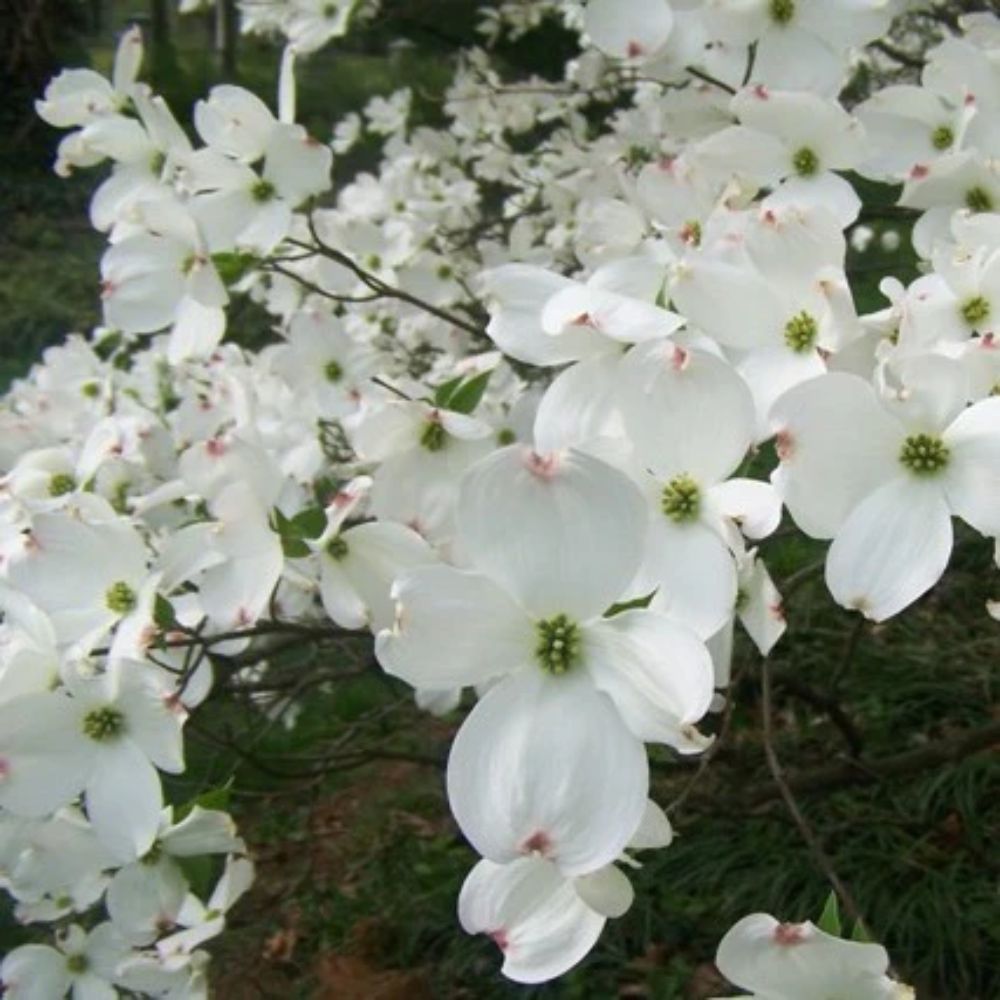 Expert Gardener 2-3 ft. tall Spring Grove Dogwood Live Tree in 5- Gallon Grower Pot