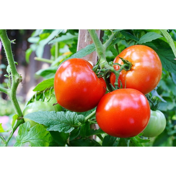 200 Seeds Red RUTGERS TOMATO Lycopersicon Globe Determinate 8 oz Fruit Vegetable Seeds