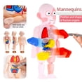 thumbnail image 3 of L'éducation d'Organe DIY Modèle Assemblé Jouets la Science Humaine, 3 of 5